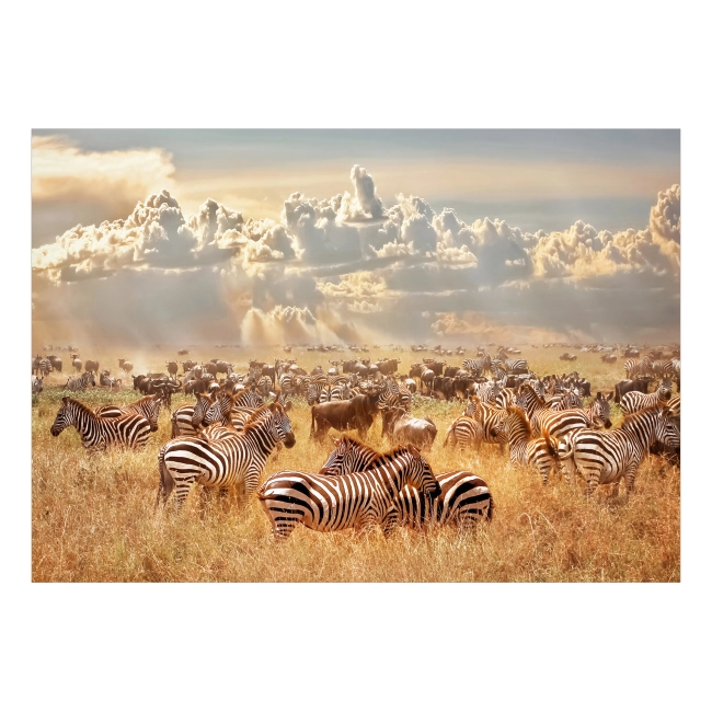 Fototapeta - Zwierzęta Krajobraz Zebra w Stadzie
