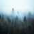 Fototapeta Las Iglasty Mgła na wymiar kolekcja PRESTIGE