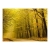 Fototapeta - Droga przez jesienny las