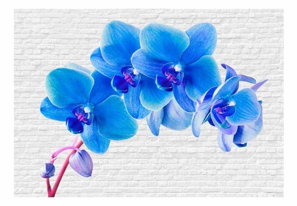 Fototapeta Kwiaty – Błękitne przebudzenie