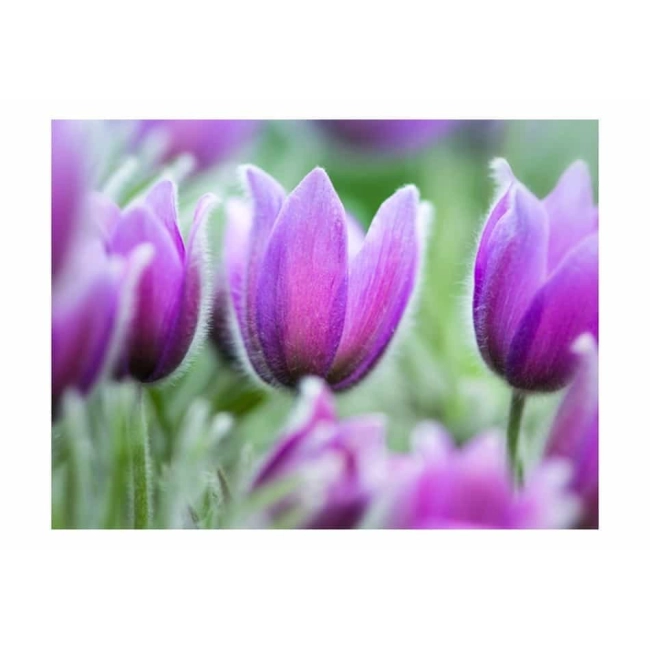 Fototapeta -Fioletowe tulipany