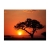 Fototapeta - zachód słońca drzewo pustynia