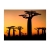 Fototapeta -drzewa zachód słońca krajobraz