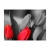 Fototapeta - Czerwone tulipany na czarno-białym tle