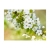 Fototapeta - Delikatne kwiaty wiśni