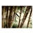 Fototapeta - Fog and bamboo forest