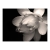 Fototapeta - Kwiat lotosu