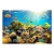 Fototapeta -rybki akwarium rafa koralowa