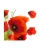 Fototapeta - Poppies on the wihite background