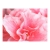 Fototapeta - Różowe kwiaty azalii