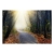 Fototapeta samoprzylepna - Droga przez las