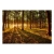 Fototapeta samoprzylepna - Lato: poranek w lesie