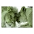 Fototapeta samoprzylepna - Lwia czułość (zielony)