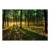 Fototapeta samoprzylepna - Wiosna: Poranek w lesie