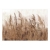Fototapeta samoprzylepna - Wysokie trawy - brązowy