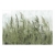 Fototapeta samoprzylepna - Wysokie trawy - zielony