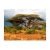 Fototapeta - W krainie Samburu, Kenia