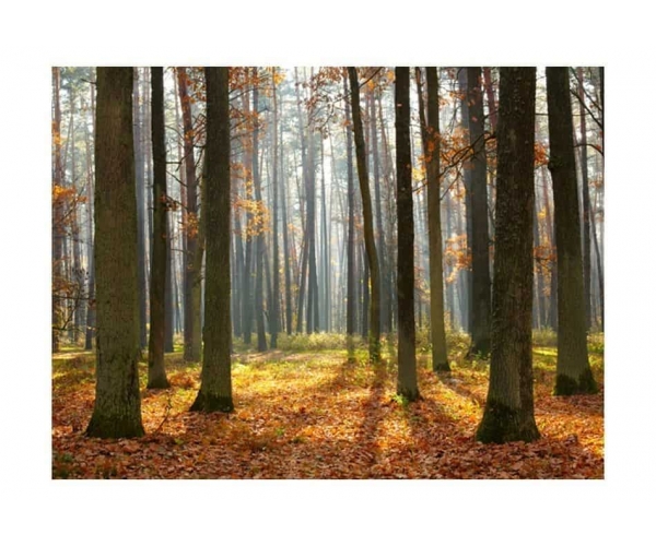 Fototapeta - Autumn trees