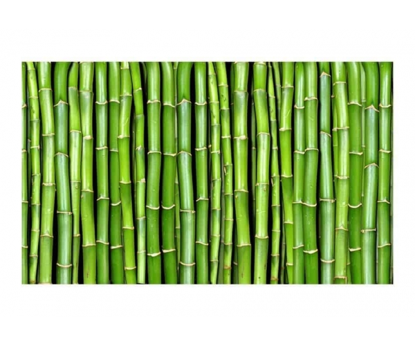 Fototapeta - zielone bambusy