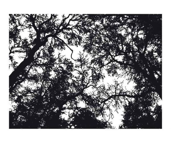 Fototapeta - czarne drzewo