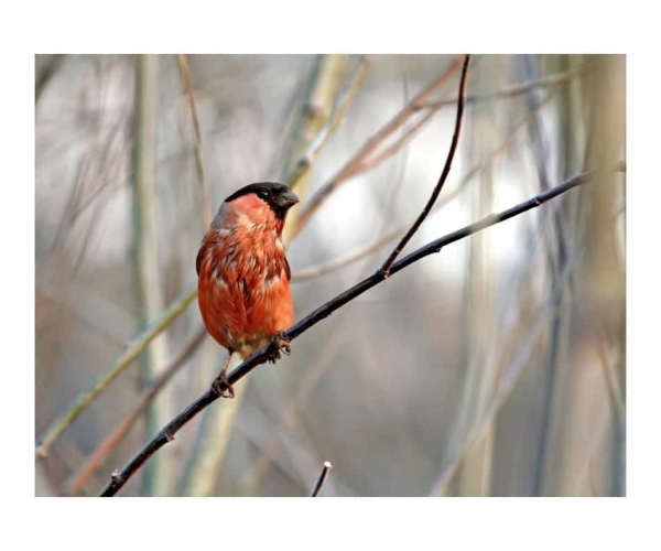 Fototapeta - czerwony ptaszek na gałązce