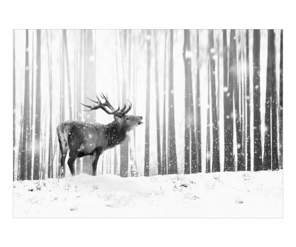 Fototapeta - Jeleń na śniegu (czarno-biały)