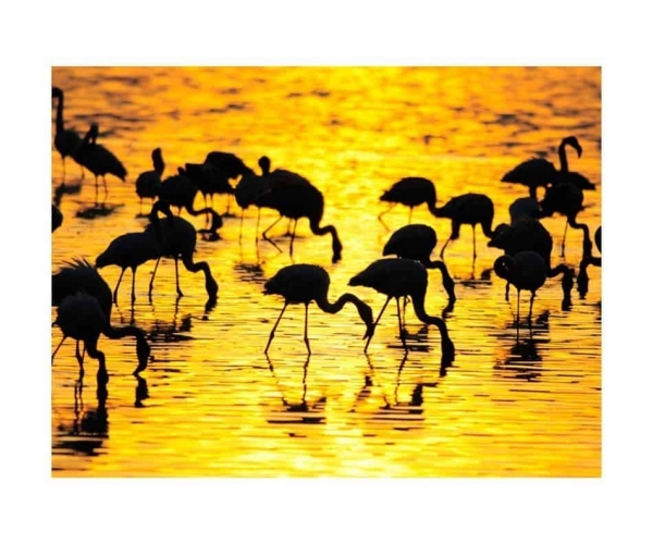 Fototapeta - Kenia - flamingi na jeziorze Nakuru