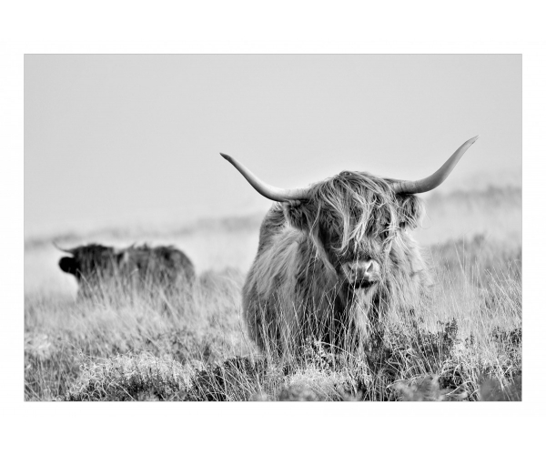 Fototapeta - Krowa rasy szkockiej wyżynnej