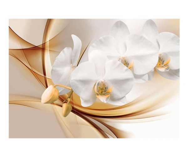 Fototapeta - Kwiat orchidei