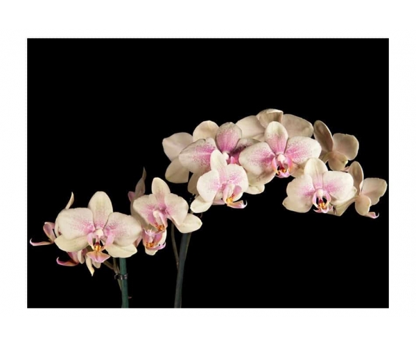 Fototapeta - Kwitnąca orchidea