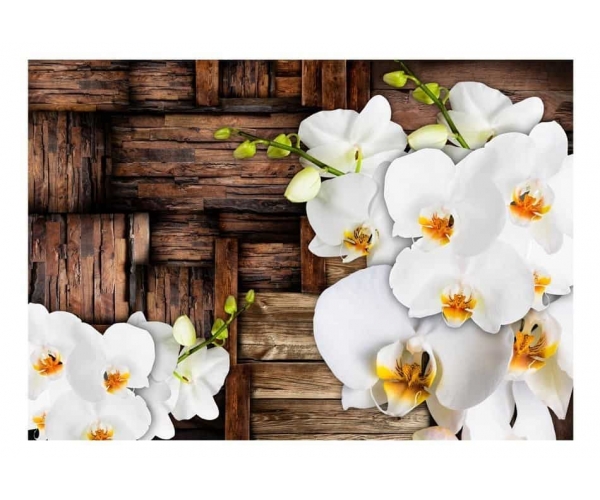 Fototapeta - Kwitnące orchidee