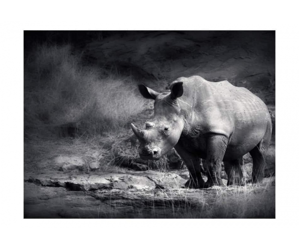 Fototapeta - Nosorożec w zadumie