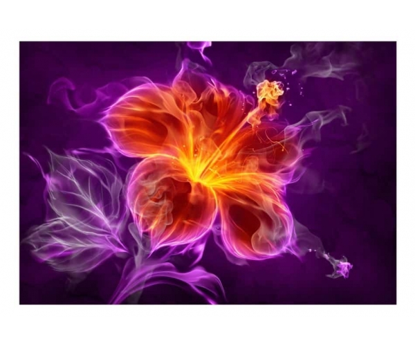 Fototapeta - Ognisty kwiat w purpurze