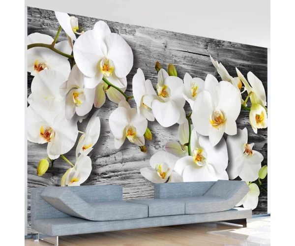 Fototapeta - Oziębłe orchidee III