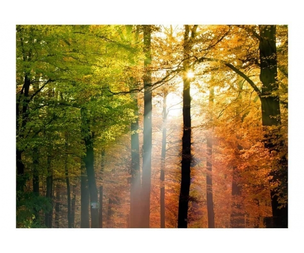 Fototapeta - Piękna jesień