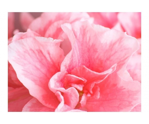 Fototapeta - Różowe kwiaty azalii