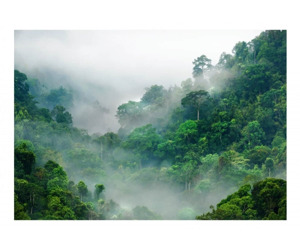 Fototapeta samoprzylepna - Poranna mgła w lesie