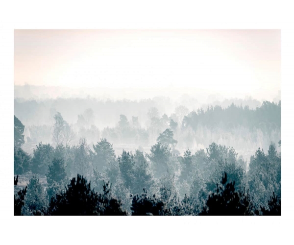 Fototapeta samoprzylepna - Zimowy las