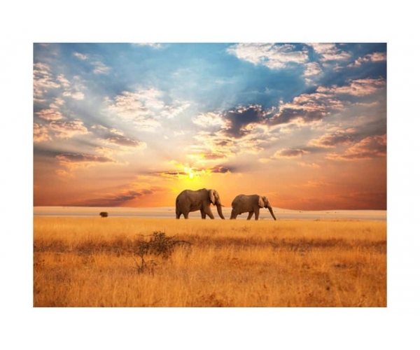 Fototapeta - Słonie na afrykańskiej sawannie