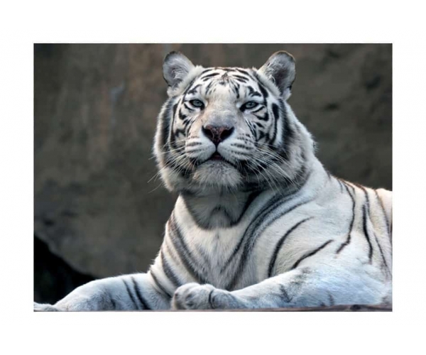 Fototapeta - Biały Tygrys na szarym tle