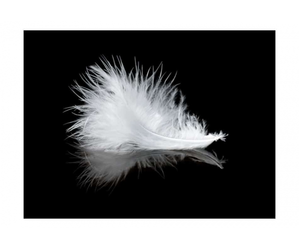 Fototapeta - White feather