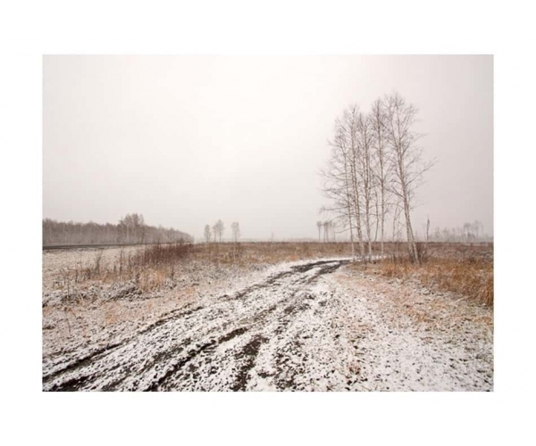Fototapeta - Winter field