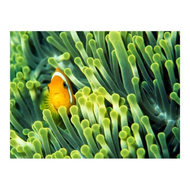 Fototapeta - złota rybka w zieleni