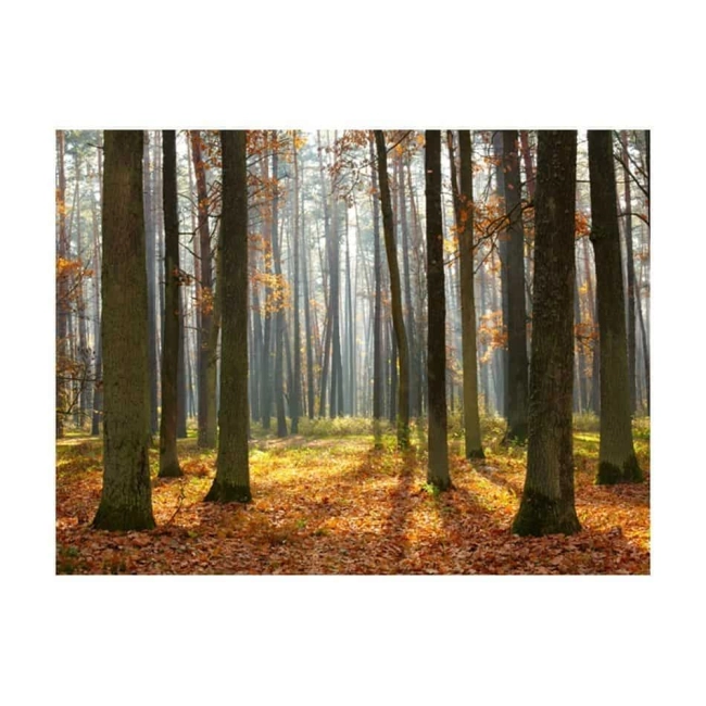 Fototapeta Las  Jesień Liście Autumn trees