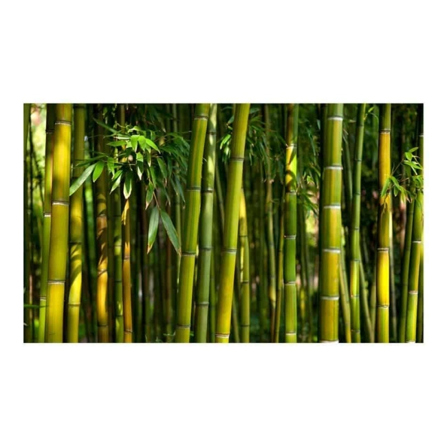 Fototapeta - bambusowy las