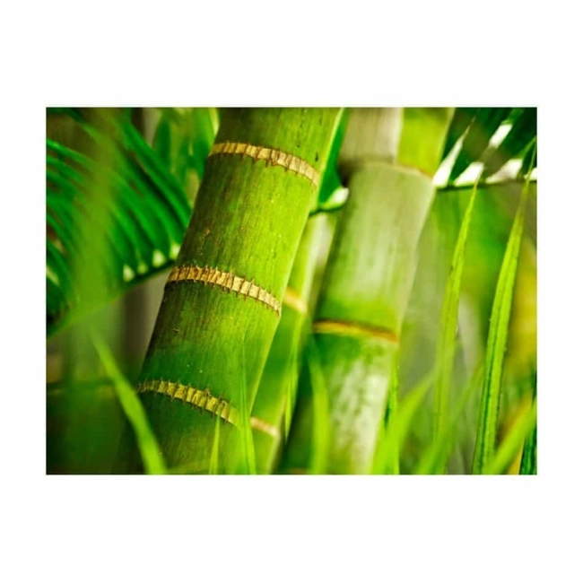 Fototapeta -Bambus zielony