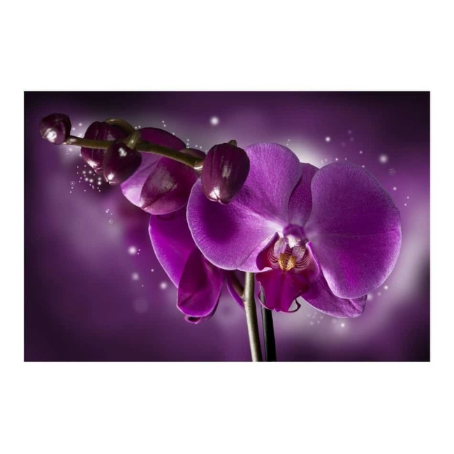 Fototapeta - Orchidea fioletowy