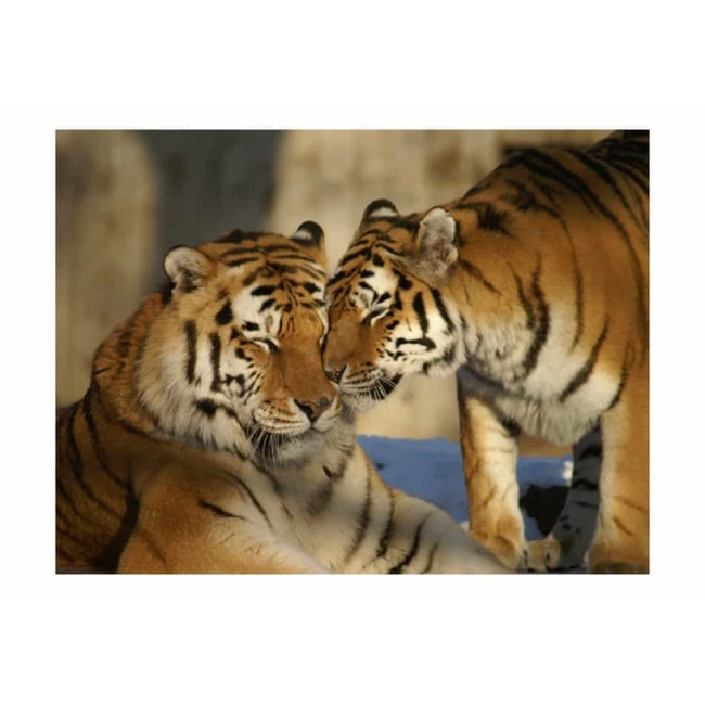 Fototapeta Tygrysy bezwarunkowa miłość