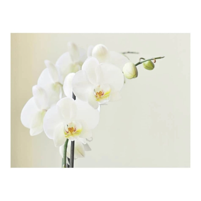 Fototapeta Kwiaty biała orchidea