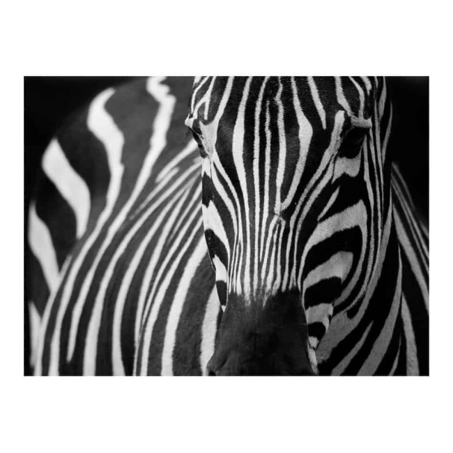 Fototapeta -zebra